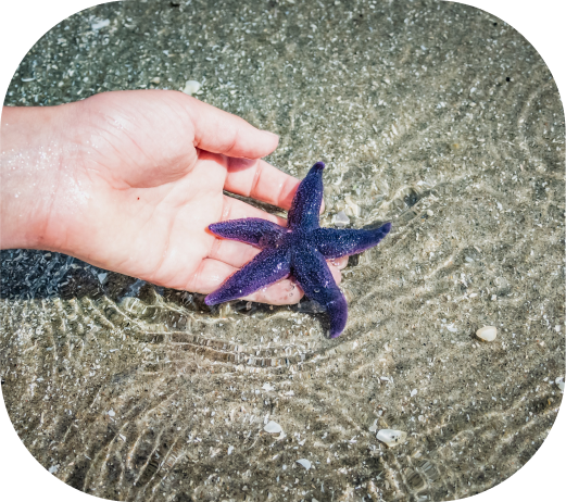 étoile de mer